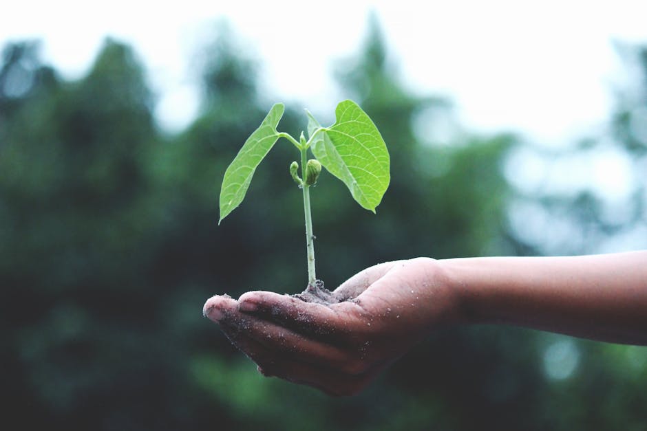 pexels-photo-1072824-1072824 Person Holding A Green Plant